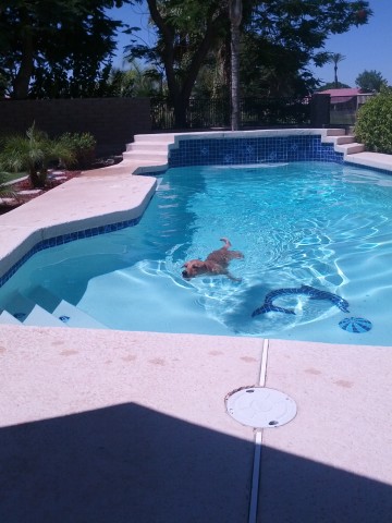 Frankie enjoying pool